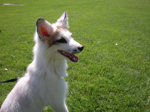 djkaeru:foxesarethebestanimals:Meet Juno, a very beautiful marble fox, four months old and as just a