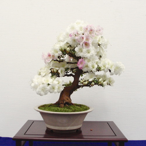 helaris: さつき盆栽花季展 / Satsuki azalea bonsai exhibition