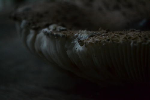 In to the mushroom (Macrolepiota procera)