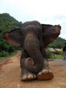 thedailyelephant::)