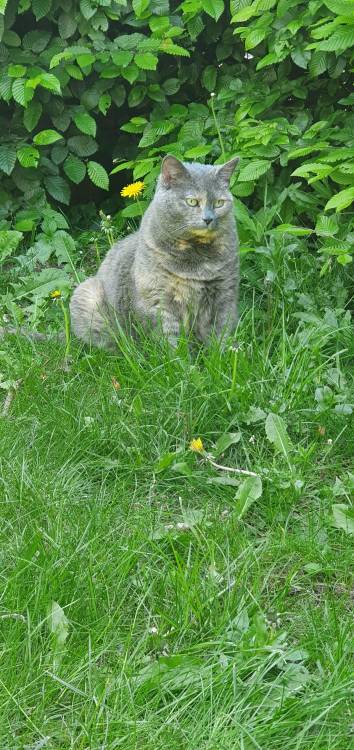 awwflycat