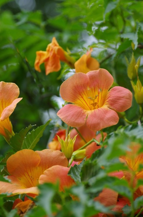 uyamt:凌霄花（のうぜんかずら）Chinese trumpet vine (Campsis grandiflora)