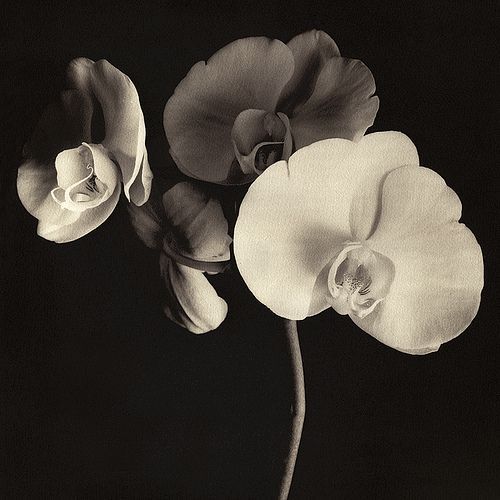 Wolfgang Moersch Orchid, toned XL-Kallitype