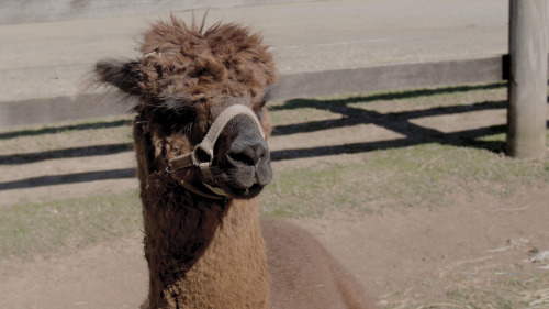 9 September 2015 Mountview Alpaca Farm In Queensland, Australia. 