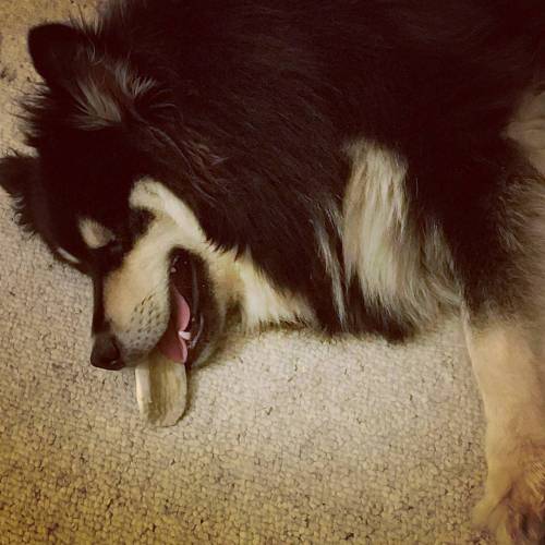 This guy is such a dork. He fell asleep with the antler still in his mouth (between his teeth.) #fin