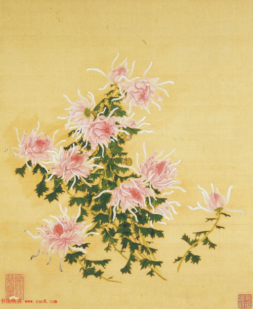 chinese artist 王延格wang yange《菊谱》