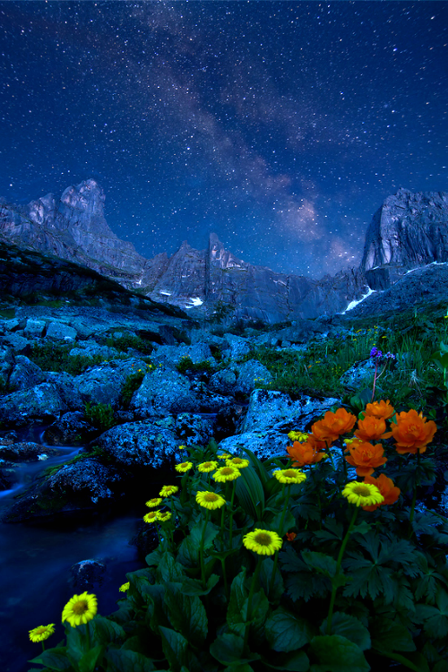 expressions-of-nature:  Star on Star | Alexander Yusupov 