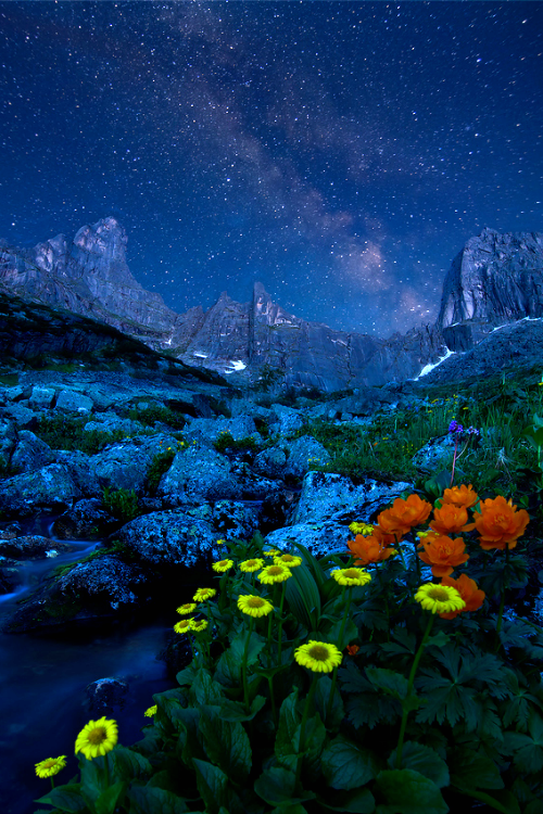 expressions-of-nature:
Star on Star | Alexander Yusupov #flowers#plants#landscapes#skyscapes#scenery#rb lunarblue21 #rb expressions of nature