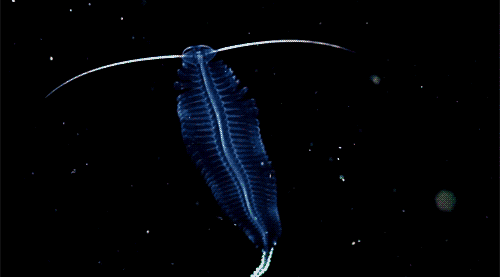 Tomopteris