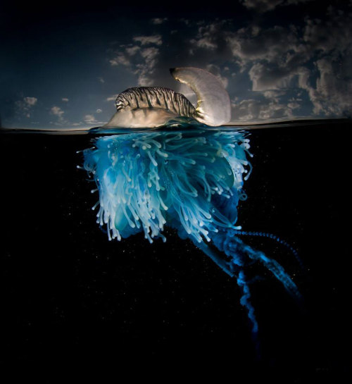 awesome-picz:A Parallel Universe: My Half-Underwater Pics Show What Hides Beneath The Waves