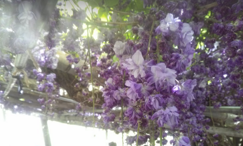 boyx:Kawachi Fuji Gardens (1,2,3,4)