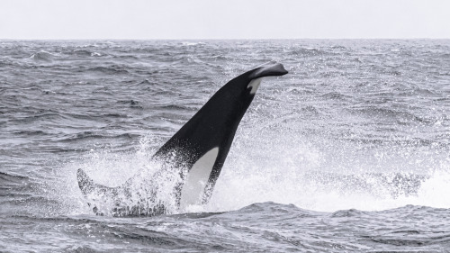 CA140B Louise sequence.An amazing killer whale, just like her own mother & grandmother.