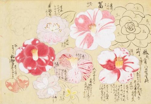 iamjapanese: KANŌ Sigekata（狩野 重賢 Japanese）Cherry Blossoms and Camellias 櫻と椿 from Sōmoku Shasei 