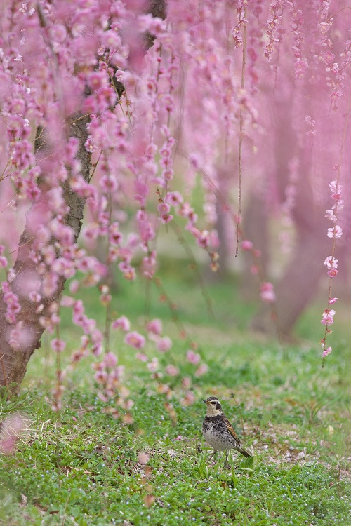 drxgonfly: Under the tree of plum blossom (by AI OGISO)