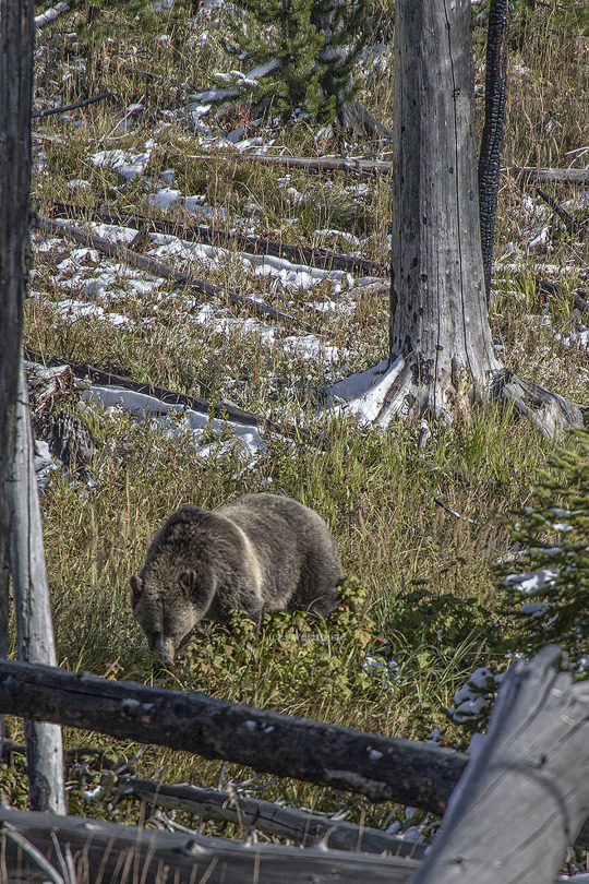 Berries for Breakfast: (c) riverwindphotography, September 2020