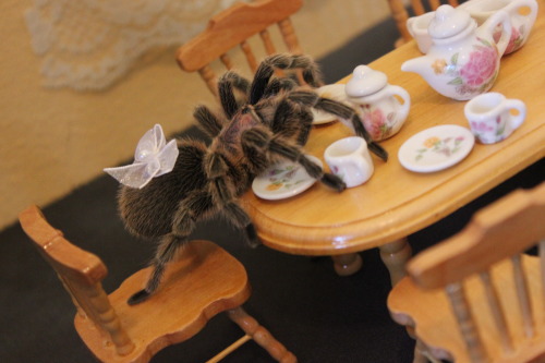 atomicbritt: kaible: sir-p-audax: I had a tea party with Ophelia. She wanted to tip over the sugar j