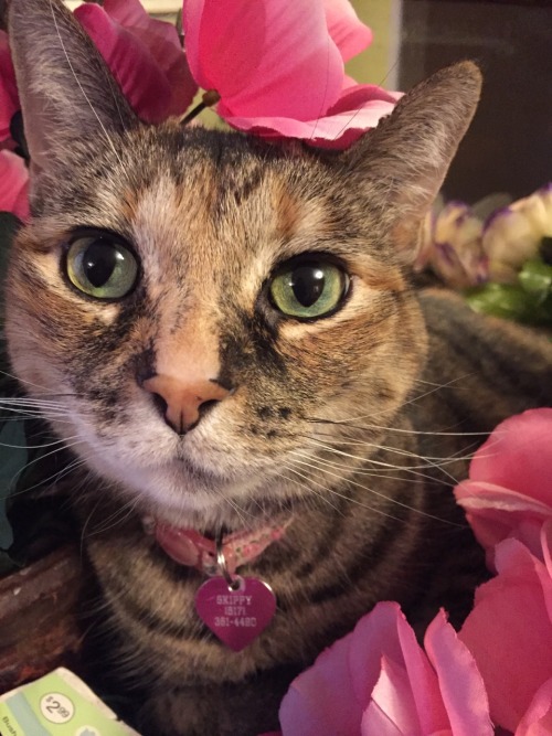 youngblackandvegan:i-justreally-like-cats-okay:This is my baby Skippy and she likes fake flowers a l