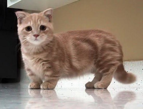 I Fucking Cried At The Mere Sight Of A Munchkin Cat...i Feel Pathetic But Look At The Kitty!!!!