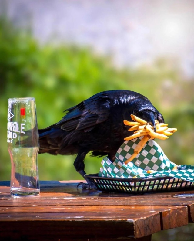 todaysbird:bastardous crow moodboard 