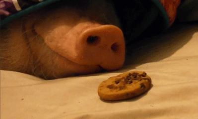 thatsthat24:  Cookie-filled pig-in-a-blanket porn pictures