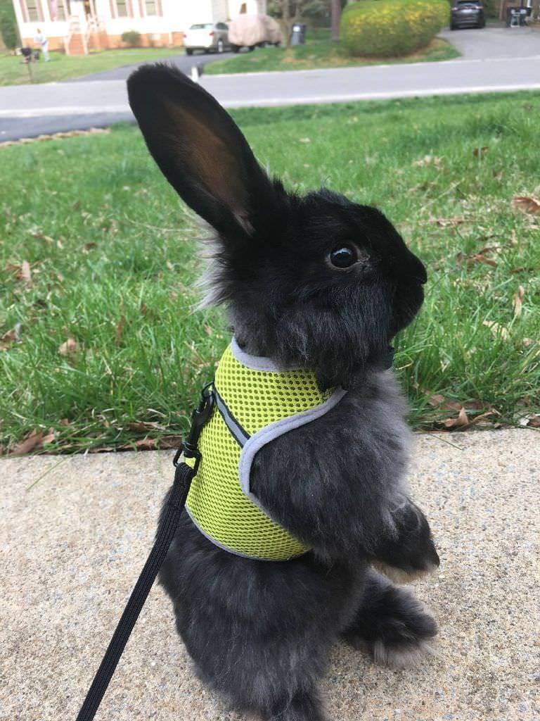 awwww-cute:  Sister-in-law has a new bunny (Source: https://ift.tt/2Iv2GAm)