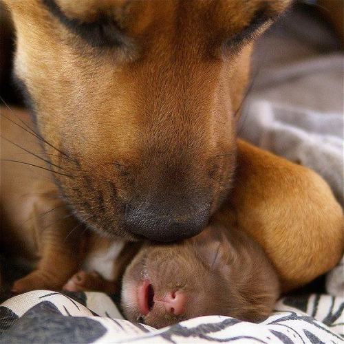 thecutestofthecute:More dogs with their babies.