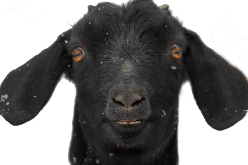 This goat believes there has been enough snow&hellip;.