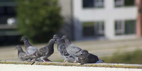 Urban Birds Series-Birdie St. Pierre