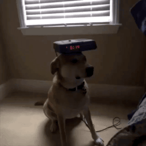 gifsboom:  Video: Guy’s Loyal Dog is Always by His Side