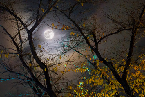 ancientdelirium:  Autumn Full Moon by Deseree Joy Villanueva on Flickr. 