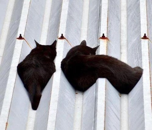 cuteanimals-only:melting cats