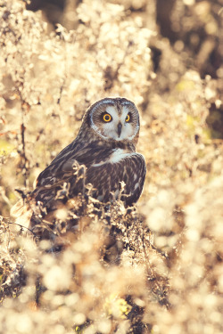 10bullets:  (by Mark Bridger)