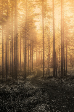 lsleofskye:  Monochromic Forest 