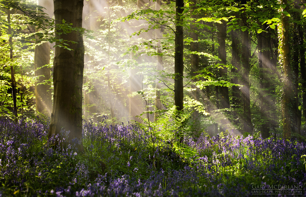 silvaris:  Among The Bluebells by Gary McParland 