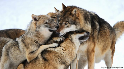 spring-wolf8: Wolf hug! Somedays I wish I could be like them- free, wild, and loved. To run with my 