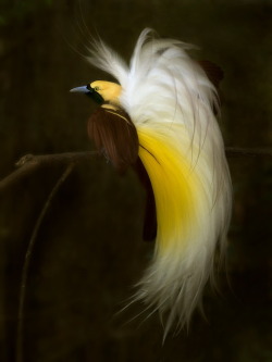 fairy-wren:  lesser bird of paradise (photo