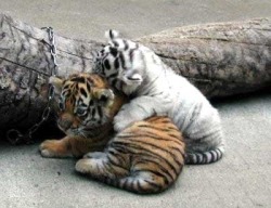 Cute Baby Tigers En We Heart It. Http://Weheartit.com/Entry/69144955/Via/Sky_Jones1