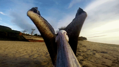 onlylolgifs:GoPro: Pelican