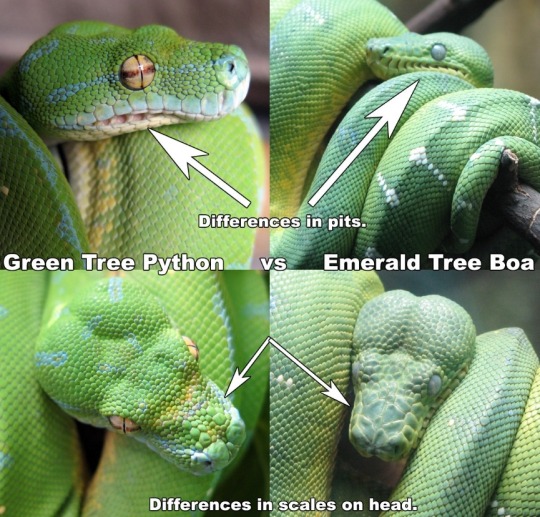 green tree python bite