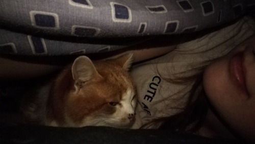 It&rsquo;s so cold that Fluffers has decided she&rsquo;s gonna sleep under the duvet with me