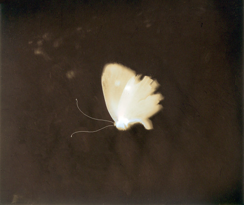 sad-house-of-mortality:susan - the little white butterfly