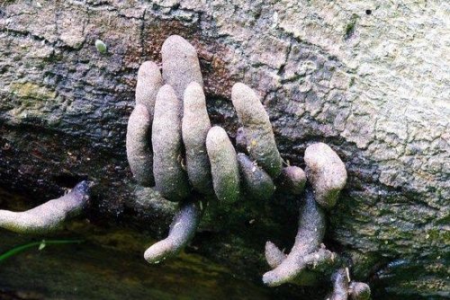 sapphicrevan:[Caption: four pictures of mushrooms that are growing in a way that makes them look lik