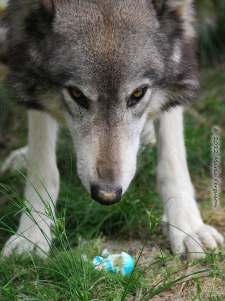 wolveswolves: Easter egg hunt at the Wolf Howl Animal Preserve Pictures by Maria