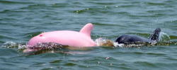 Surly-Squirtle:  Zodiacbaby:  Mymodernmet:  Rare Pink Dolphin Is Spotted Near Louisiana’s