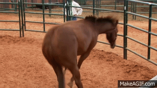 themotherfuckingclickerkid: So here’s Clint’s first response to this horse’s problem (she does not understand lunging cues and becomes aggressive when she is punished for not lunging properly). He gets in the round pen. She starts coming up to him