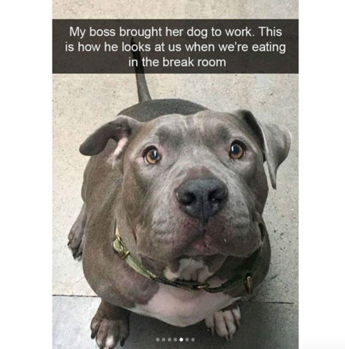 babyanimalgifs:more dog snaps