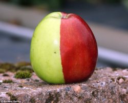 badgengar: a-heart-of-calcifer:  ehlnofey:  When Ken Morrish picked this apple off a tree in his garden, he thought a prankster had painted half of it red. But after inspecting it closely he realised that the remarkable split colours on the fruit were
