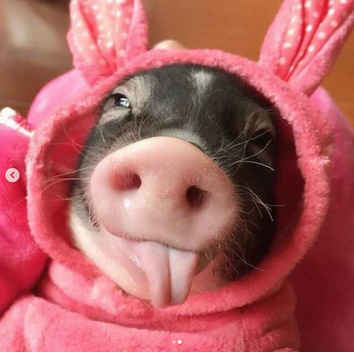 thesassypigs: So cuteeeee(Source)