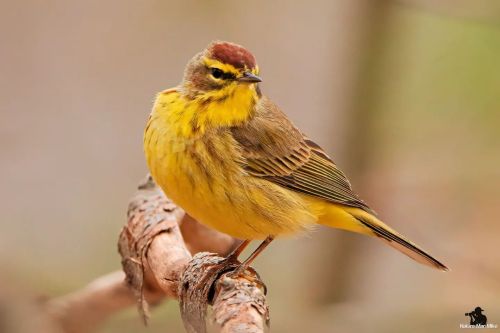 Palm Warbler  #birdphotography #bird_captures #raw_birds #massaudubon #best_birds_of_world #masswild