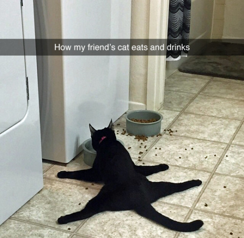 ipgd:  tastefullyoffensive:  (photo via lilred181)  shelby is this cat related to yours 